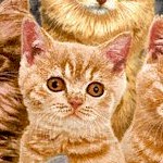 CAT-cats-P633