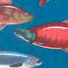 FISh-fish-C96