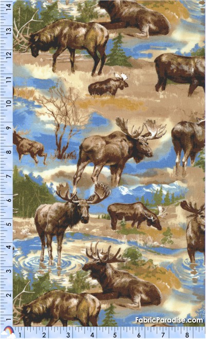 AN-moose-S461