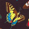AN-butterfly-L64