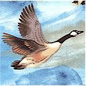 BI-ducks-L424