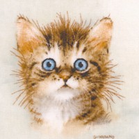 Playful Kitten Collection - Kitten Portraits by Giordano Studios