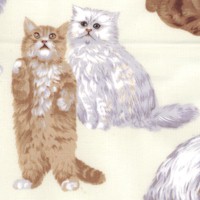 CAT-cats-BB363