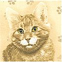 Cat Portraits on Beige by Robert May