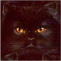 Whiskers & Tails - Cat Close-Ups in Black by Andrew Farley