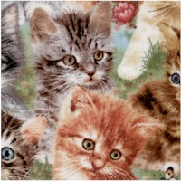 Playful Kitten Collection - Adorable Kittens