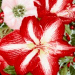 Four Seasons - Amaryllis and Christmas Rose 