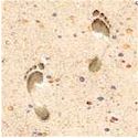 CHR-footprints-C604