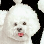 DOG-bichon-Y593