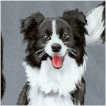 Border Collies on Gray