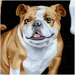 DOG-bulldogs-X713