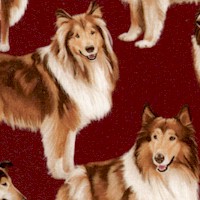 Real Collies on Maroon