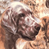Best of Show - Packed Spaniels
