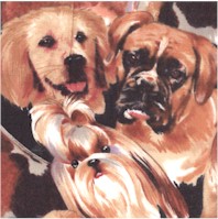 Dogs & Cats - Packed Puppy Portraits - SALE! (MINIMUM PURCHASE 1 YARD)