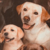 Best Friend - Packed Labrador Portraits