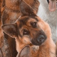 Best Friends - Packed German Shepherd Portraits