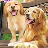 Golden Retriever Park by Michael Searle (Digital)