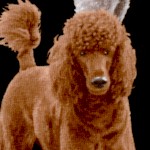 Real Poodles on Black