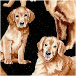 Gorgeous Golden Retrievers - BACK IN STOCK!