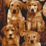 Pedigree Dogs - Labrador Retrievers by Maria Kalinowski- LTD. YARDAGE AVAILABLE (1.125 YARDS; MUST B