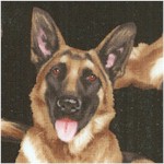 Real German Shepherd Portraits on Black - BACK IN STOCK!