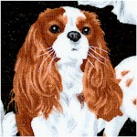 King Cavalier Charles Spaniels on Black - BACK IN STOCK!