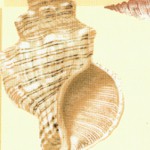 Inspiration - Seashells on Checkerboard