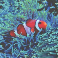 Natures Narratives - Clownfish in Coral