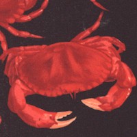 Tossed Real Crabs on Black (Digital)