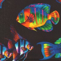 Aquatica - Colorful Salt-Water Fish on Black