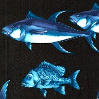 Aquatica - Marine and Salt Water Fish on Black