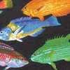 Tropical Fish on Black - LTD. YARDAGE AVAILABLE IN 2 PIECES