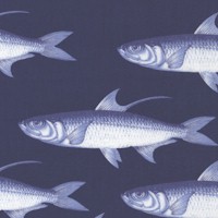 Beautiful Fish in Shades of Blue
