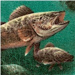 Sports Fisherman - Freshwater Fish