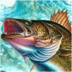 Four Seasons - Freshwater Fish (Digital) by John Q. Wright