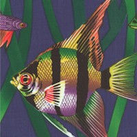 Exotica - Tropical Fish on Blue