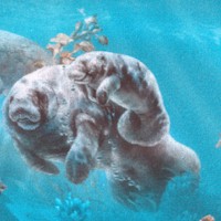 Gentle Giants - Real Manatees by Linda Thompson