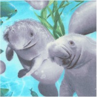 Amazing Manatees