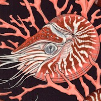 FISH-nautilus-CC318