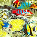 Real Reef Scenes - LTD. YARDAGE AVAILABLE