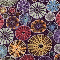 Down Under - Colorful Sea Urchins
