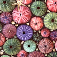 FISH-seaurchins-CC266