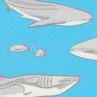 FISH-sharks-Z986