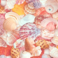 FISH-shells-AA237