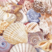 Beach - Packed Seashells 