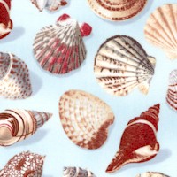 Sandy Shores - Tossed Seashells on Blue