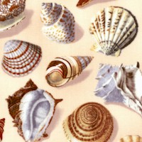 Sandy Shores - Tossed Seashells on Cream