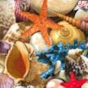 Landscape Medley - Packed Seashells - BACK IN STOCK!