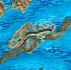Realistic Sea Turtles