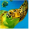 FISh-turtles-S937